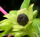 لاله عباسی
